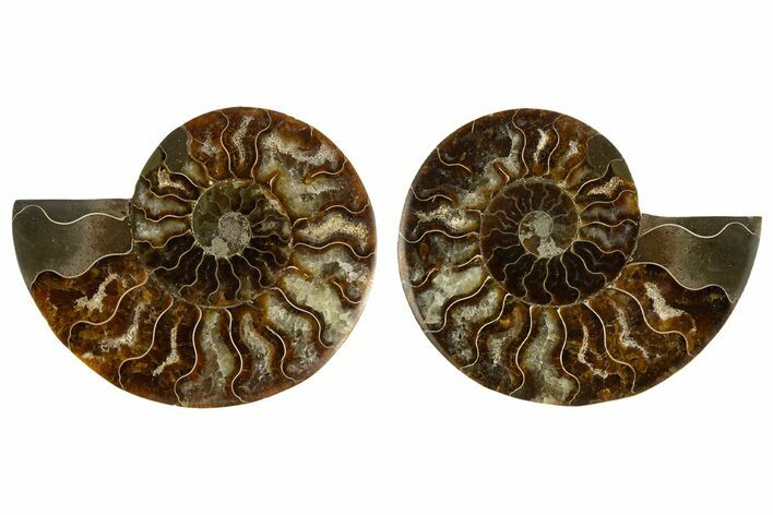 Cut & Polished, Agatized Ammonite Fossil - Madagascar #308134